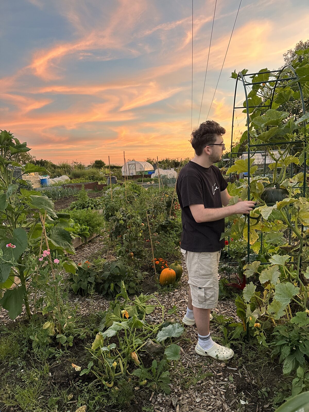 Calum tending squash plants at the allotment as the sun sets