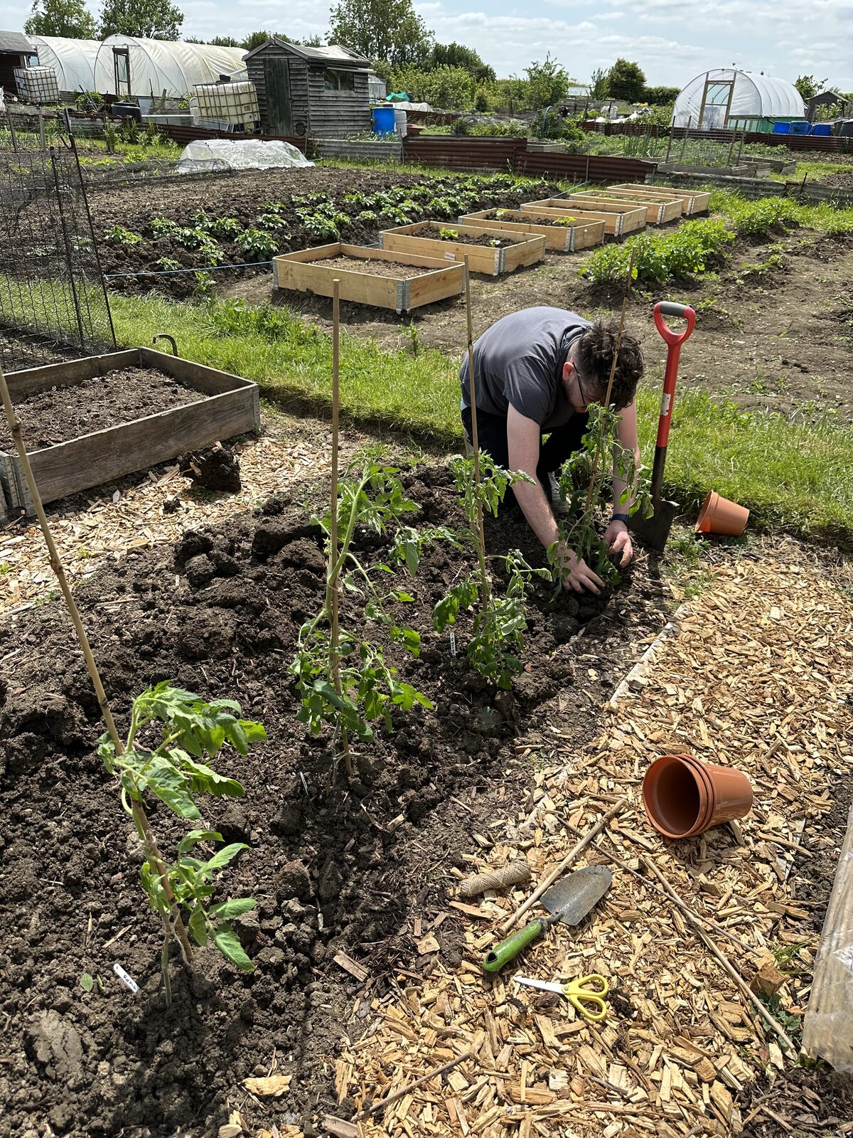 Calum planting out young tomato plants in a freshly dug bed at the allotment